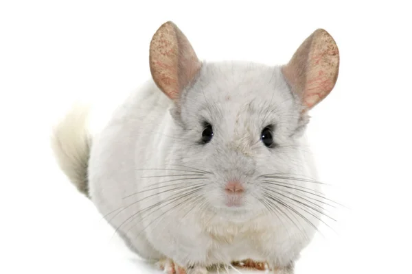 Como Cuidar de Sua Chinchila. 10vettop% chinchilas