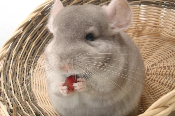Como Cuidar de Sua Chinchila. 1vettop% chinchilas2
