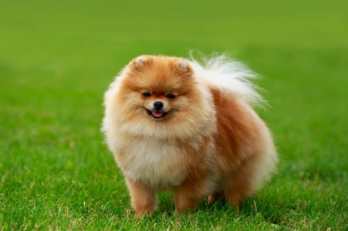 Conhecendo o Spitz Alemão Anão ou Lulu da Pomerania 1vettop% Spitz Alemão Anão