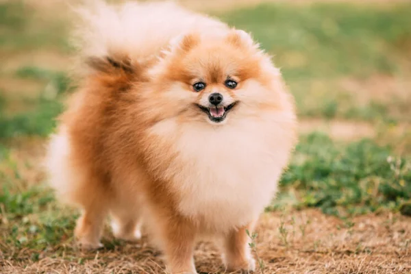 Conhecendo o Spitz Alemão Anão ou Lulu da Pomerania 2vettop% lulu da pomerania