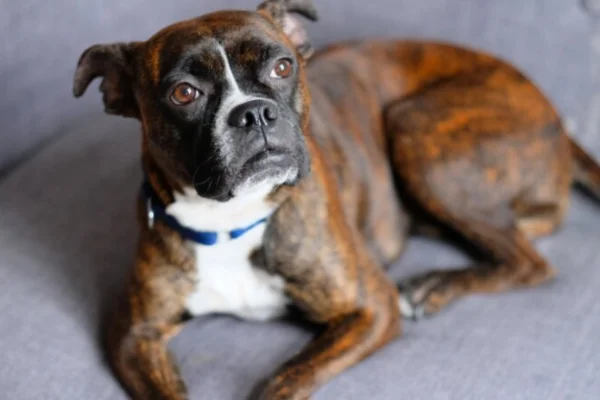 Síndrome de Wobbler em Cães: Compreensão e Diagnóstico 13vettop% Síndrome de Wobbler