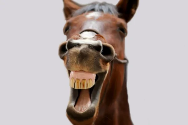 Sistema Digestivo do Cavalo 11vettop% Sistema Digestivo do Cavalo