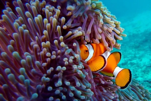 A Simbiose na Biologia 12vettop% A Simbiose na Biologia