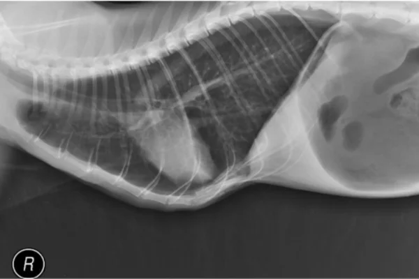 ASMA E BRONQUITE CRÔNICA EM GATOS 2vettop% Radiografia torácica lateral de gato apresentando padrão bronquial e pulmãohiperinsuflado.