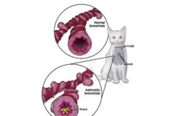 ASMA E BRONQUITE CRÔNICA EM GATOS 1vettop% ASMA E BRONQUITE CRÔNICA EM GATOS