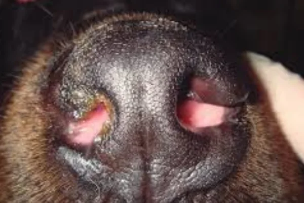 Fungos em Cachorros: Sintomas e Tratamentos 3vettop% Aspergillosis