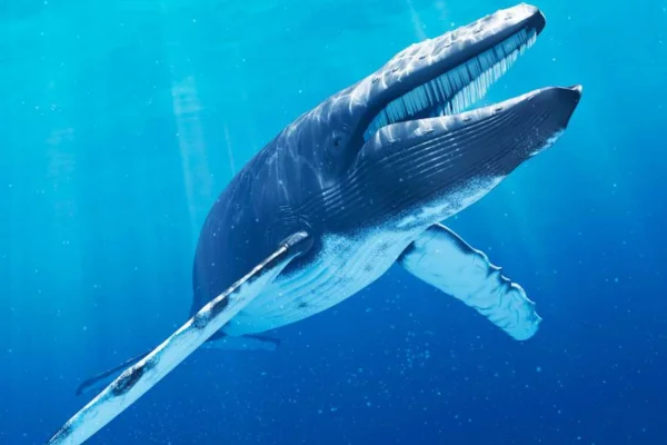 Os Gigantes do Oceano: Tudo sobre as Baleias Azuis 2vettop% Baleias Azuis