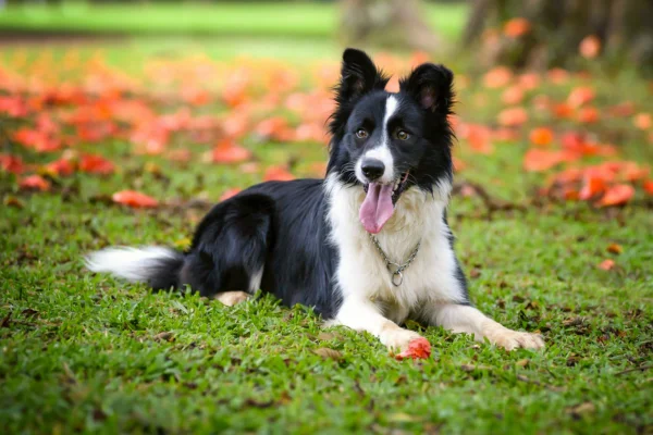 Border Collies