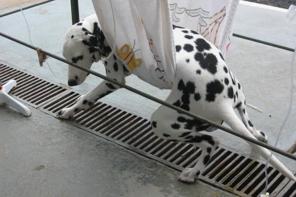 Botulismo em Cães 2vettop% Botulismo em Cães (2)
