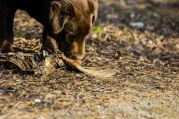 Botulismo em Cães 1vettop% Botulismo em Cães