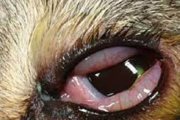 Clamidiose Felina: Contágio, Sintomas e Tratamento 1vettop% Clamidiose Felina