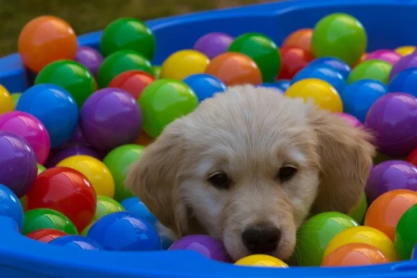 Creche Legal de Cachorro: Conheça os 7 Sinais de uma Boa Creche 1vettop% Creche Legal de Cachorro