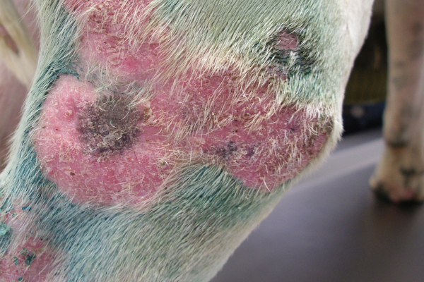 Fungos em Cachorros: Sintomas e Tratamentos 1vettop% Dermatofitose (Micose)