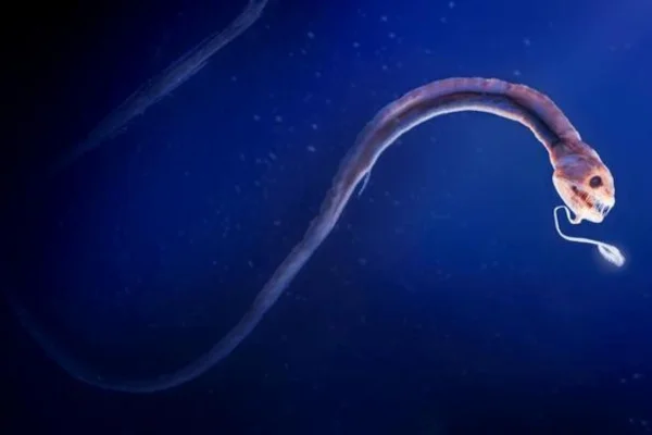Criaturas Bioluminescentes das Profundezas 2vettop% Dragonfish