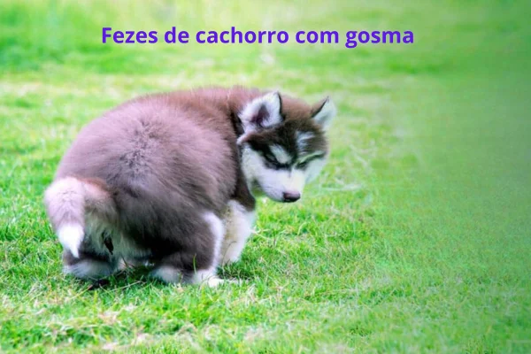 Fezes de cachorro com gosma; Oque fazer. 14vettop% Fezes de cachorro com gosma