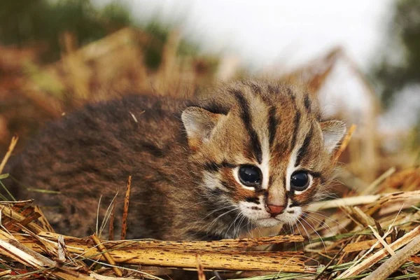 Gato-Ferrugem: O Menor Felino do Mundo 1vettop% Gato-Ferrugem 2