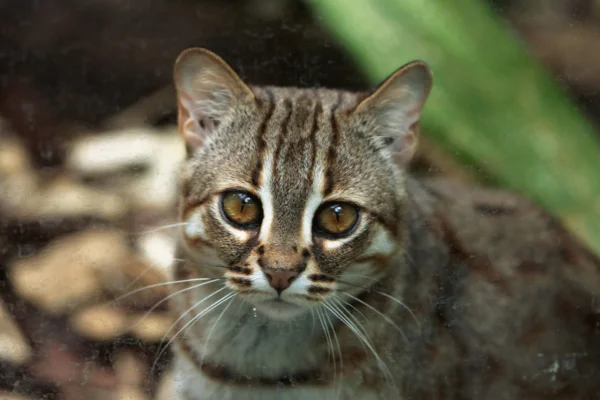 Gato-Ferrugem: O Menor Felino do Mundo 2vettop% Gato-Ferrugem 3
