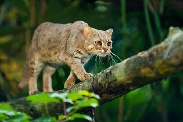 Gato-Ferrugem: O Menor Felino do Mundo 3vettop% Gato-Ferrugem
