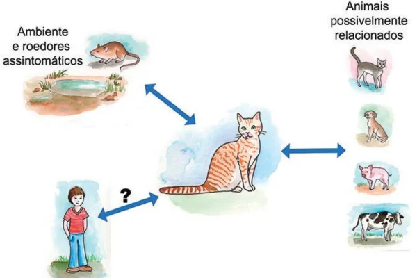 Leptospirose em Gatos: Sintomas e Tratamento 1vettop% Leptospirose em Gatos: Sintomas e Tratamento
