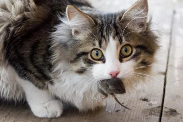 Leptospirose em Gatos: Sintomas e Tratamento 8vettop% Leptospirose em Gatos: Sintomas e Tratamento