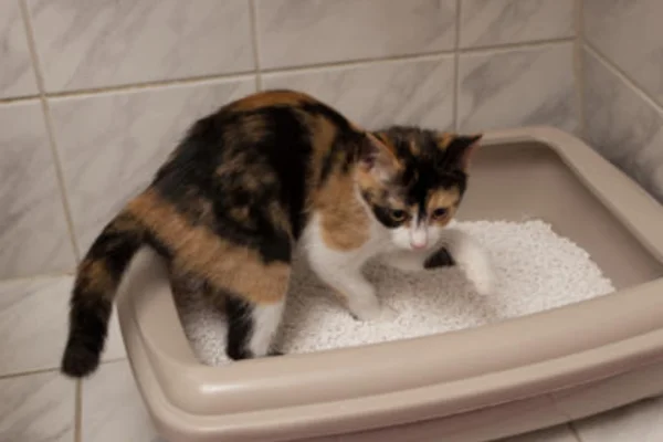 MEU GATO NÃO CONSEGUE URINAR 1vettop% MEU GATO NÃO CONSEGUE URINAR