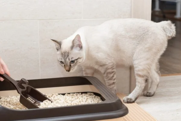 MEU GATO NÃO CONSEGUE URINAR 2vettop% MEU GATO NÃO CONSEGUE URINAR