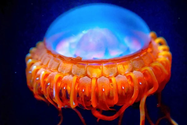 Criaturas Bioluminescentes das Profundezas 3vettop% Medusa-do-fogo (Atolla wyvillei)