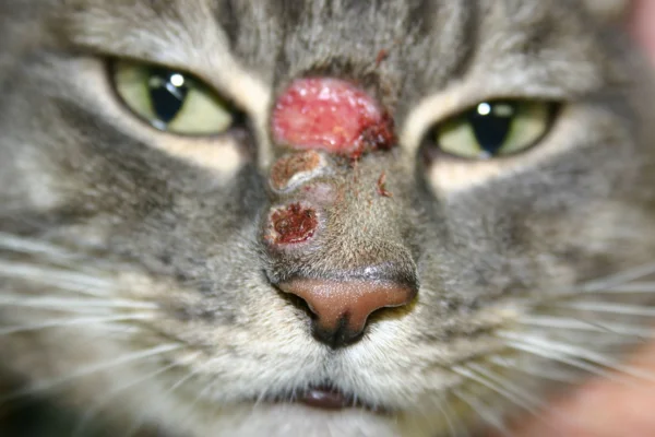 Piodermite em Gatos: Causas, Sintomas e Tratamento 7vettop% Piodermite em gatos