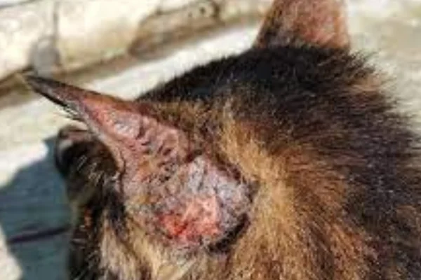 Piodermite em Gatos: Causas, Sintomas e Tratamento 1vettop% Piodermite em gatos2