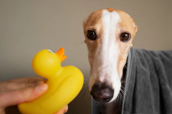 Pus no Pênis do Cachorro 11vettop% Pus no Pênis do Cachorro
