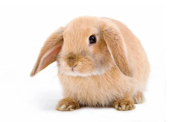 Quantos Dentes Tem Um Coelho? 2vettop% Quantos Dentes Tem Um Coelho (1)