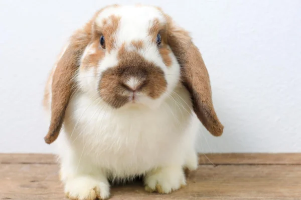 Quantos Dentes Tem Um Coelho? 1vettop% Quantos Dentes Tem Um Coelho