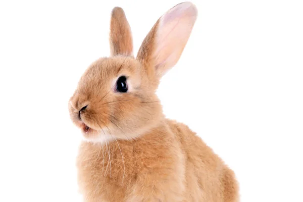 Quantos Dentes Tem Um Coelho? 1vettop% Quantos Dentes Tem Um Coelho