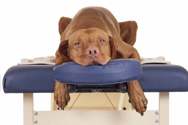 Quiropraxia Canina: O Que é, Benefícios e Recomendações 1vettop% Quiropraxia Canina