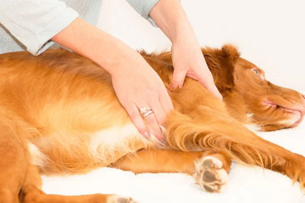 Quiropraxia Canina: O Que é, Benefícios e Recomendações 1vettop% Quiropraxia Canina1