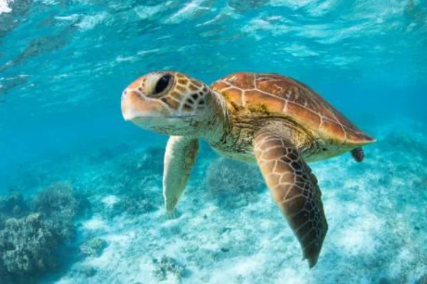 O Fascinante Mundo das Tartarugas Marinhas 2vettop% Tartarugas Marinhas (1)