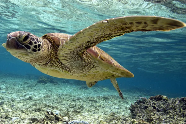 O Fascinante Mundo das Tartarugas Marinhas 1vettop% Tartarugas Marinhas (2)