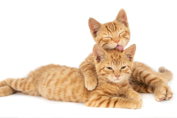 Vacinas Essenciais para Gatos 1vettop% Vacinas Essenciais para Gatos (1)