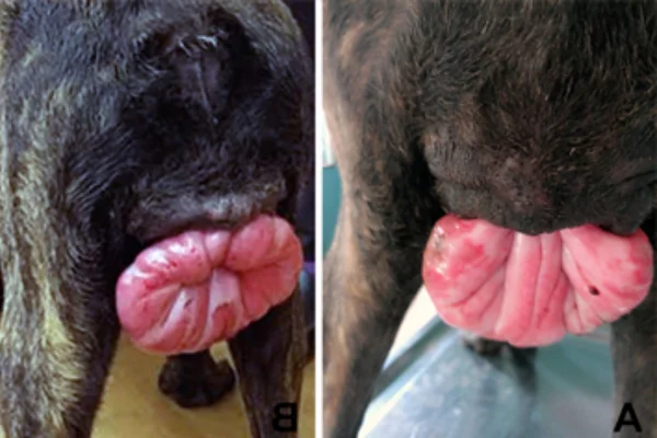 Vulvovaginite em Cadelas 1vettop% Vulvovaginite em Cadelas