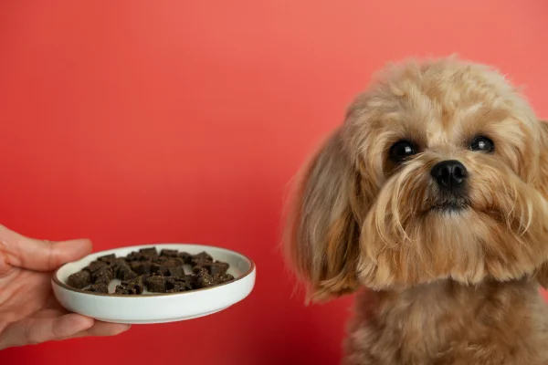 A Melhor Ração Úmida para Seu Cão 1vettop% A Melhor Ração Úmida para Seu Cão