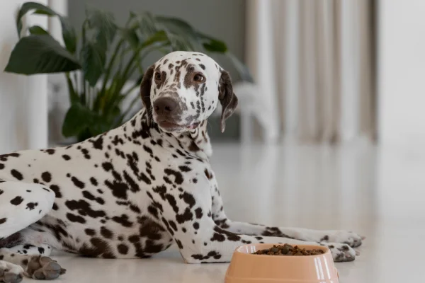 A Melhor Ração Úmida para Seu Cão 1vettop% A Melhor Ração Úmida para Seu Cão