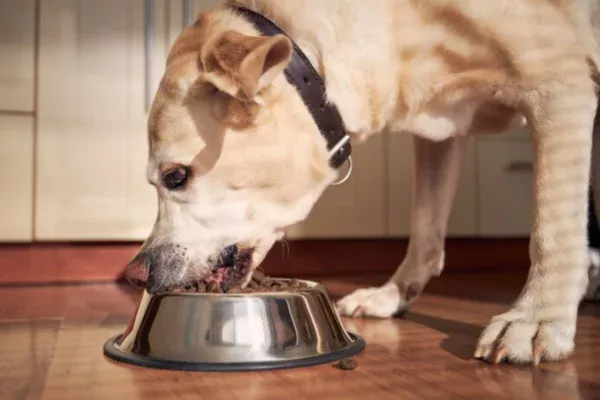 A Melhor Ração Úmida para Seu Cão 2vettop% A Melhor Ração Úmida para Seu Cão