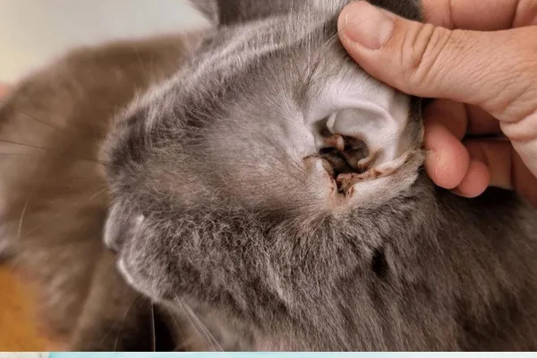 Ácaros em Gatos 2vettop% Ácaros em Gatos: Tratamento e Prevenção para Manter Seu Felino Saudável
