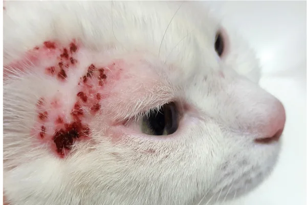 Ácaros em Gatos 1vettop% Ácaros em Gatos: Tratamento e Prevenção para Manter Seu Felino Saudável