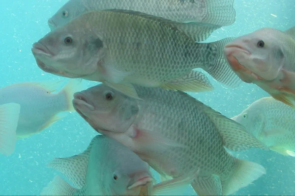 antibiótico para peixe? antibiótico para peixe?