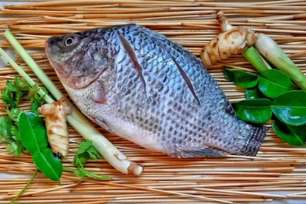 Como usar antibiótico para peixe? 1vettop% antibiótico para peixe?