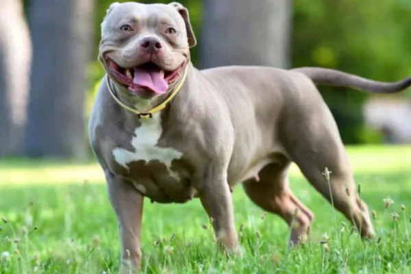 American Bully 1vettop% American Bully