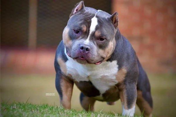 American Bully 2vettop% American Bully