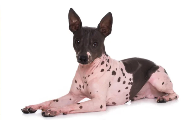 Terrier Americano Sem Pelo 1vettop% Terrier Americano Sem Pelo