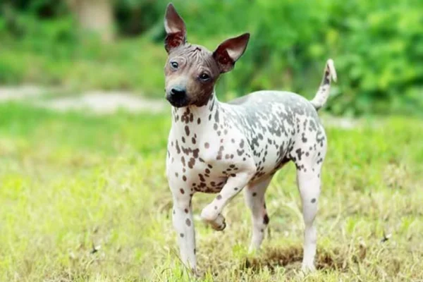 Terrier Americano Sem Pelo 2vettop% Terrier Americano Sem Pelo